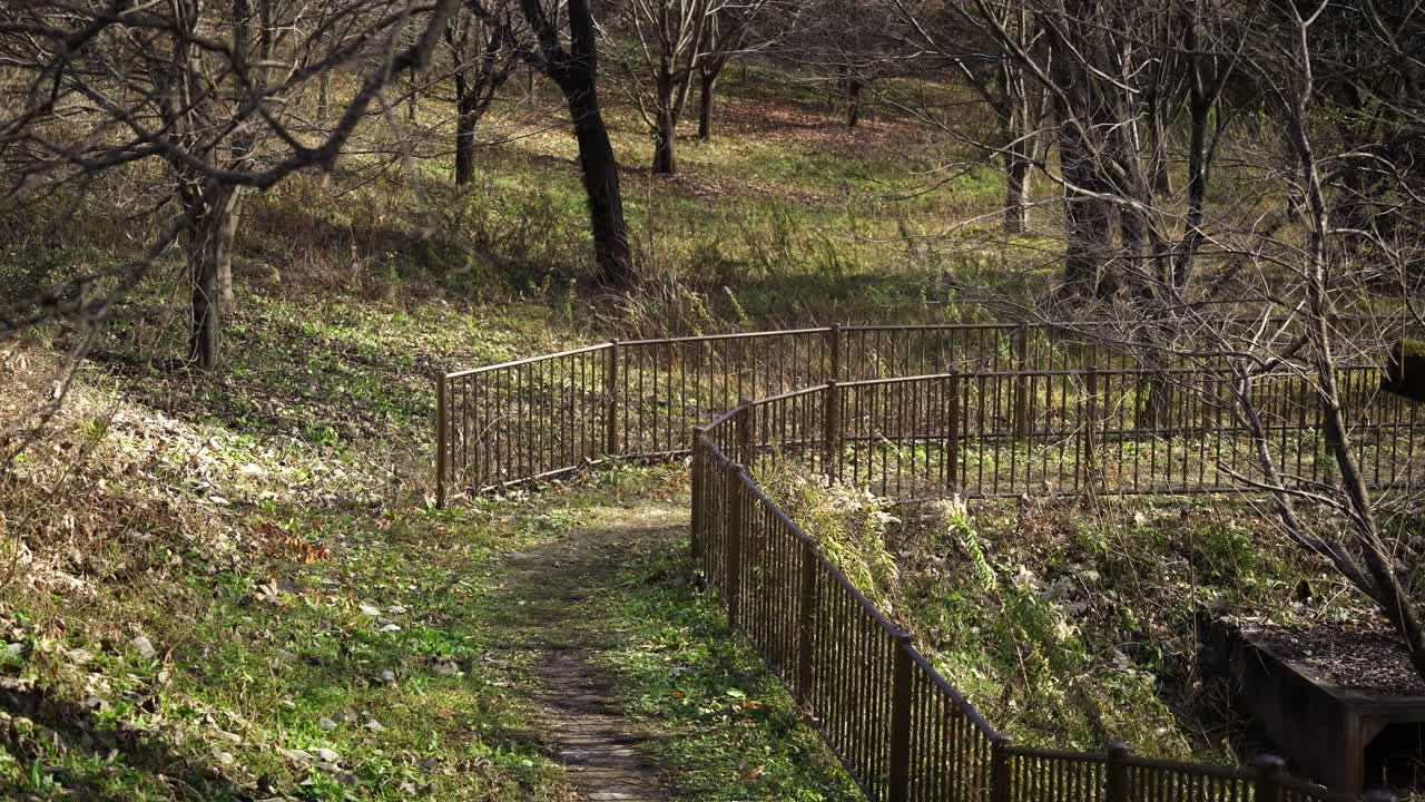 Static Shot of Japanese Forest Parks