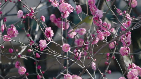 Warbling-White-eye-Bird-Perches-Among-The-Plum-Blossoms-And-Eating-Nectar-In-Tokyo,-Japan---close-up