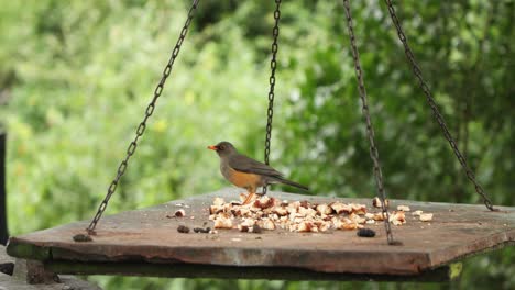 Oxpecker-Eating-Bread-Pieces-On-Hanging-Bird-Feeder