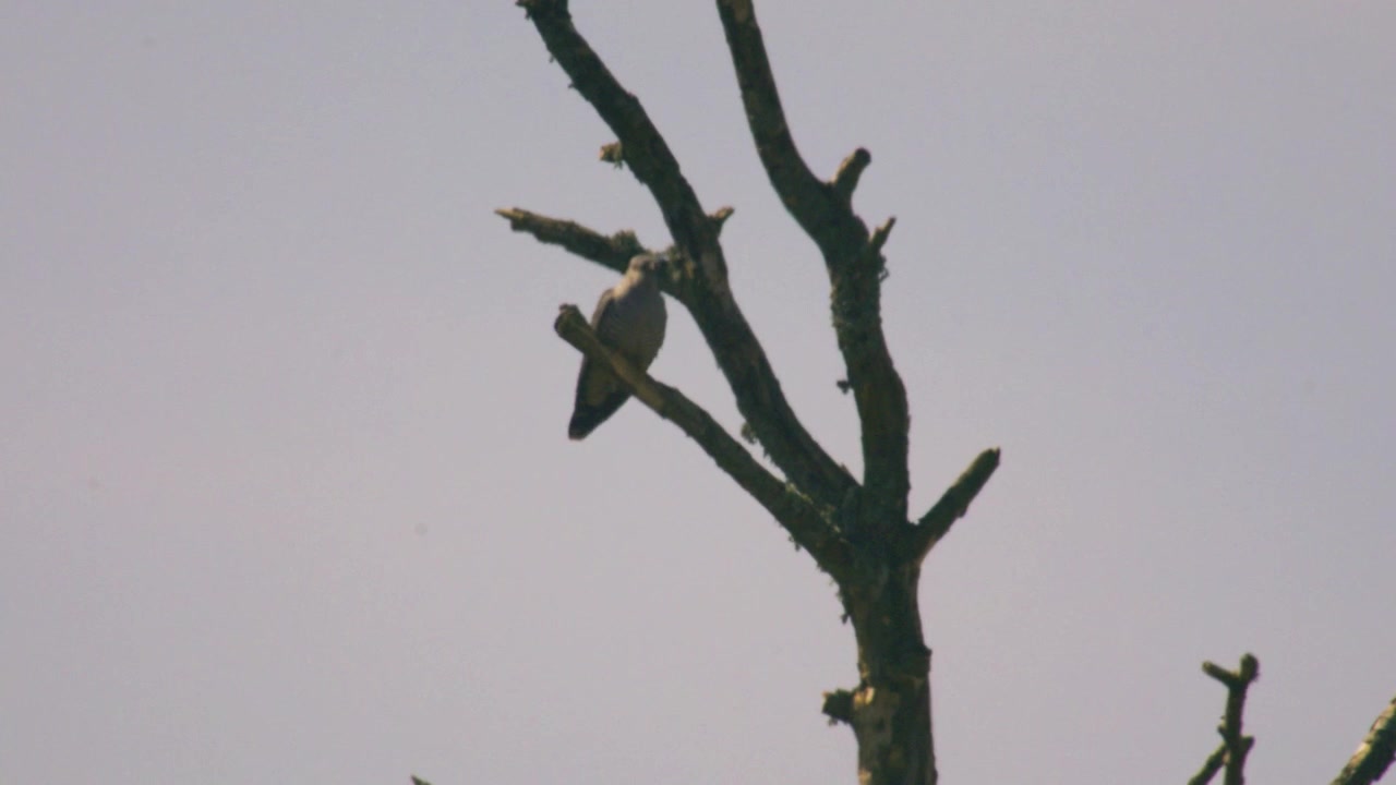 Koekoek zittend op een kale boomtak, de omgeving scannend en natuurlijk alert gedrag tonend in een open leefgebied; een Britse wilde vogel