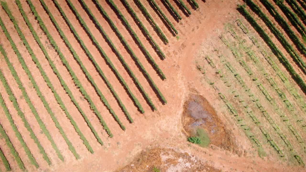 una vista aérea de un viñedo