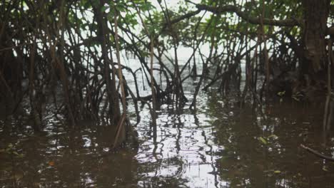 Manglar-Con-Aguas-Turbias-En-India