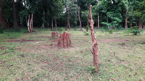 Blattloser-Baumstamm-Und-Termitenhügel-Auf-Dem-Land,-Stumpf-Im-Hintergrund