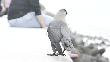 cuervo gris en el paseo marítimo en la costa de mumbai, india - de cerca