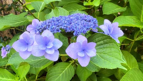 Close-up-of-a-vibrant-blue-hydrangea-cluster-blooming-in-a-garden-setting