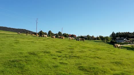 Catlle-herd-grazing-on-mountain-pasture,-aerial-footage,-rural-scene,-HD-1920x1080,-slow-dolly-shot-closing,-alpine-village-in-background