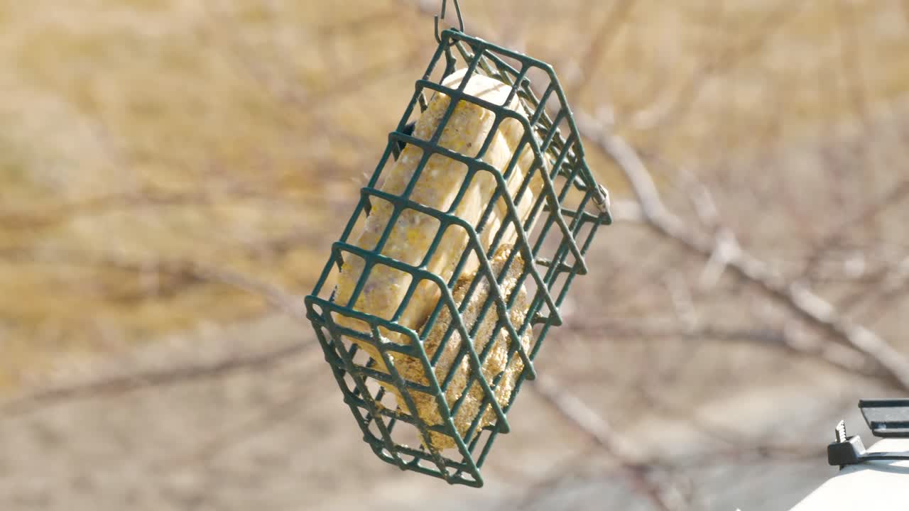 un carbonero de cabeza negra come sebo de un alimentador de patio trasero