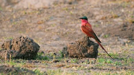 southern carmine bee-eater on small termite mound in africa