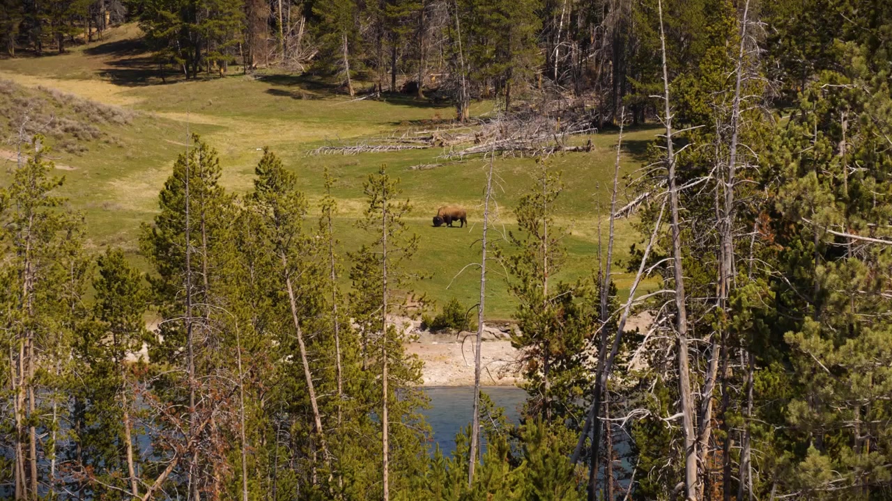 Amerikansk bison som beiter på åpen eng i Yellowstone nasjonalpark, Wyoming