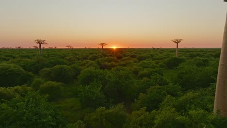 Sunset-at-unique-old-beautiful-Baobab-trees-forest-in-Madagascar-at-sunset