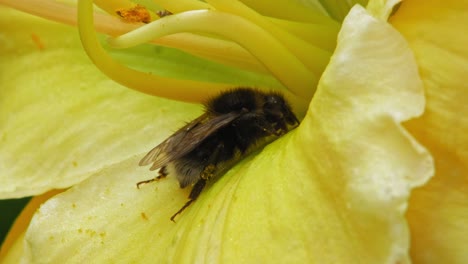 Nahaufnahme-Einer-Hummel,-Die-In-Den-Blütenblättern-Der-Gelben-Taglilienblume-Ruht