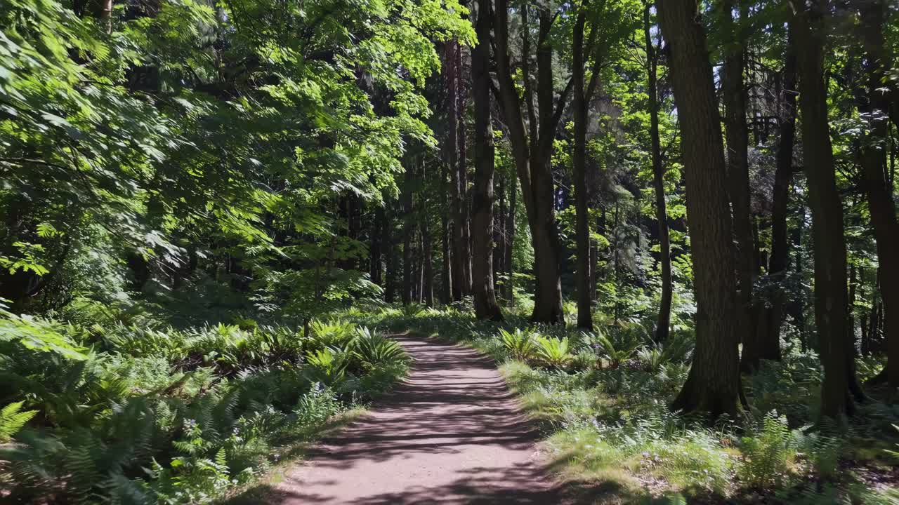 Sentiero sterrato tortuoso attraverso una foresta verde e soleggiata