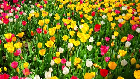 tulipas en el parque gulhane en el área de sultanahmet. estambul.
