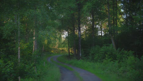 gravel road in lush green swedish forest during summer