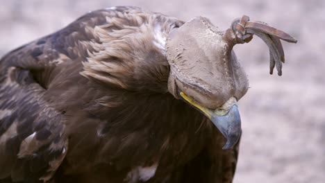 steinadler mit kapuze