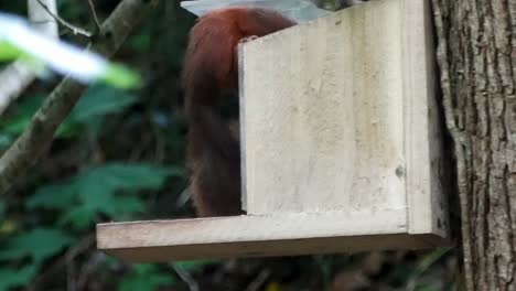 divertida ardilla roja de cola espesa levantando la caja de alimentación del bosque comiendo nueces y semillas