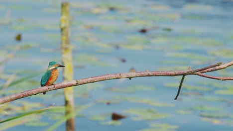 closeup of kingfisher perched on branch over idyllic pond in friesland netherlands