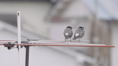 pair of dusky thrush perch on yagi uda antenna on a rooftop then fly away in city