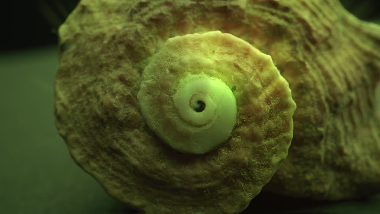 Close-up of a Spiral Seashell