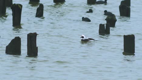 Long-tailed-ducks-flock-swimming-in-water-and-looking-for-food,-overcast-day,-distant-medium-shot