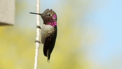 extreme close up of hummingbird hanging on twine in slow motion