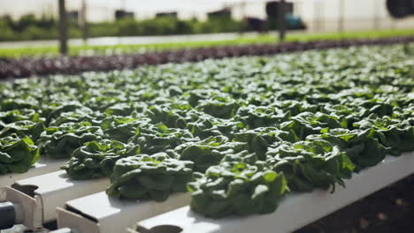 hydroponic lettuce farm