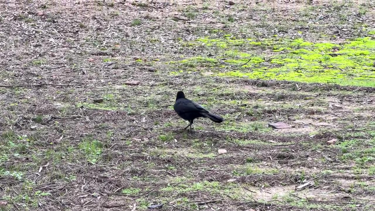 Un gracchio corallino nero dalle ali bianche becca e cerca cibo su terreno erboso a Dubbo