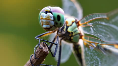 close-up of a dragonfly perched on a twig