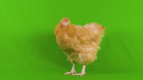 el pollo en la pantalla verde mira nerviosamente a su alrededor y hacia atrás, como si estuviera paranoico