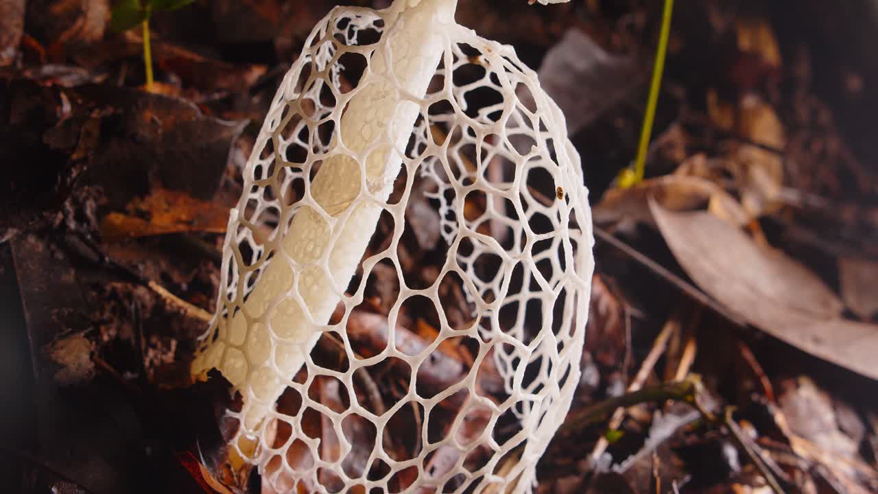 The delicate Phallus indusiatus fungus stands tall on the rainforest floor in Peru’s Amazon jungle.