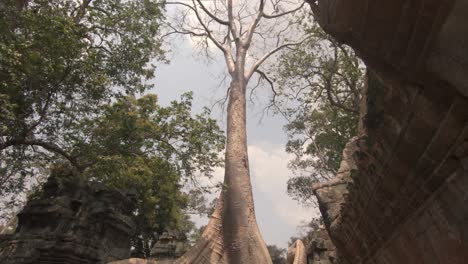 following a giant tree down to its roots which overgrow a temple ruin of angkor wat in cambodia