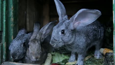 grey rabbits in a hutch