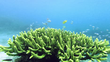 a-variety-of-fishes-swimming-along-a-coral-reef