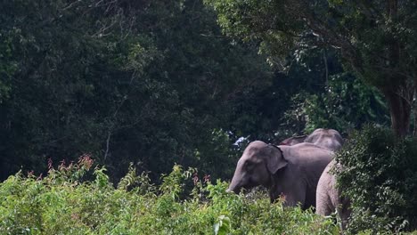 Seen-under-the-tree-then-they-move-towards-the-left-side-playfully-with-excitement,-Indian-Elephant,-Elephas-maximus-indicus,-Thailand