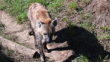 a hyena walks on earth and grass to join the shadow, french zoo