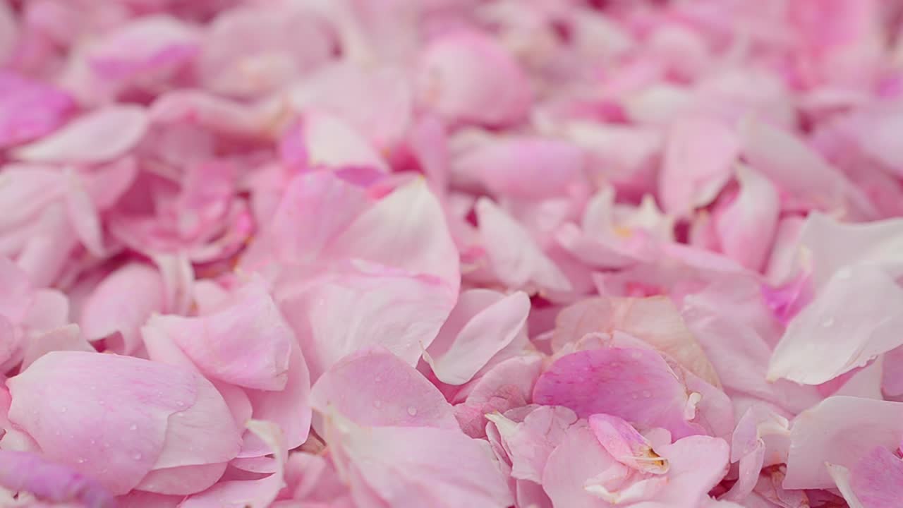 Fundo de pétalas de rosas. Filmagem em movimento
