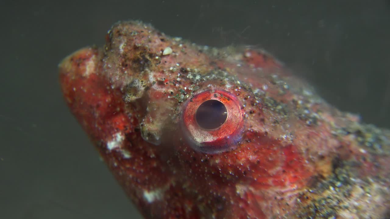 Close-up of a Red Goby's Eye Underwater