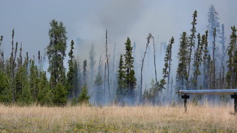 static view of a forest with smoke created by a fire start