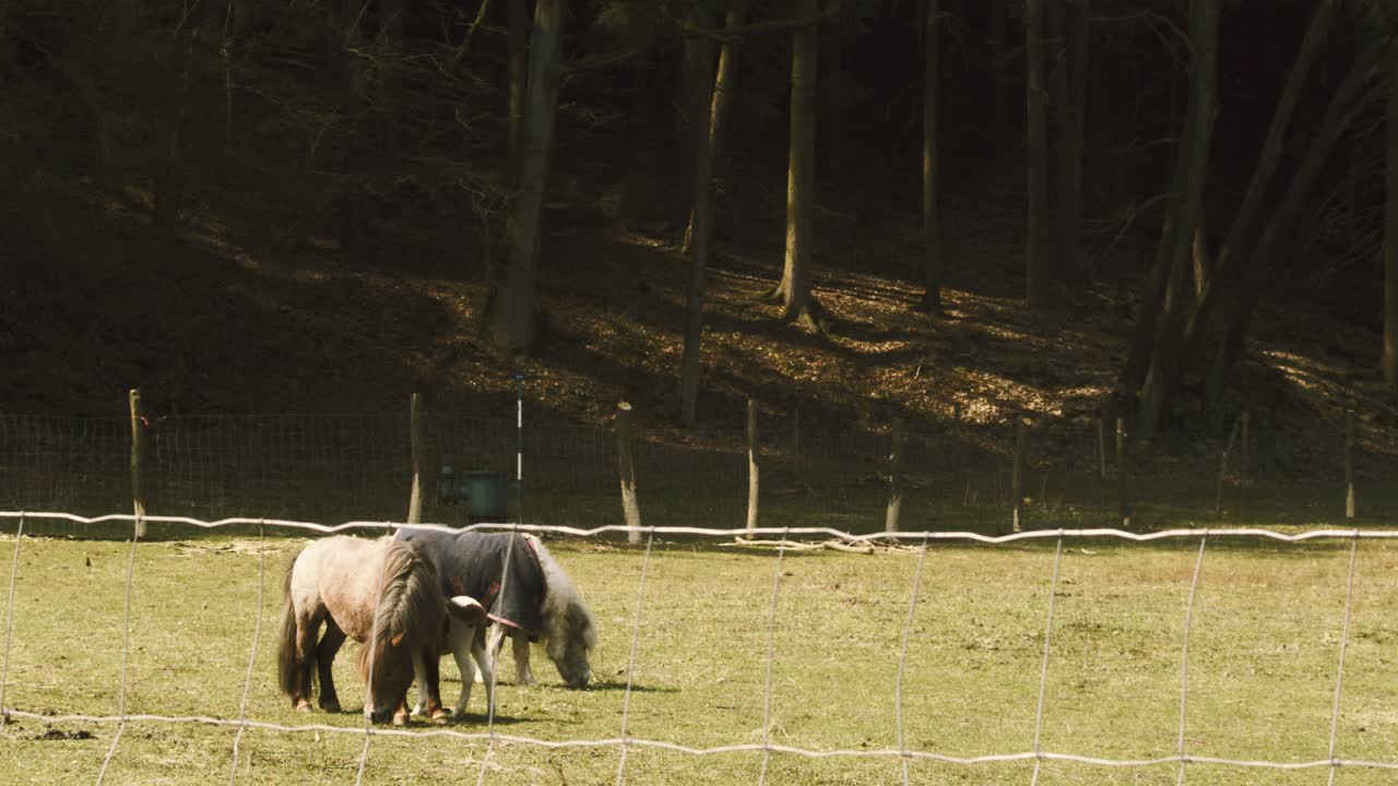 ponis shetland pastando en el campo junto al bosque detrás de una valla de alambre soldado de acero