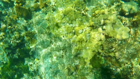 Top-view-colorful-coral-reef-underwater-caribbean-sea,-Francisqui-Los-Roques