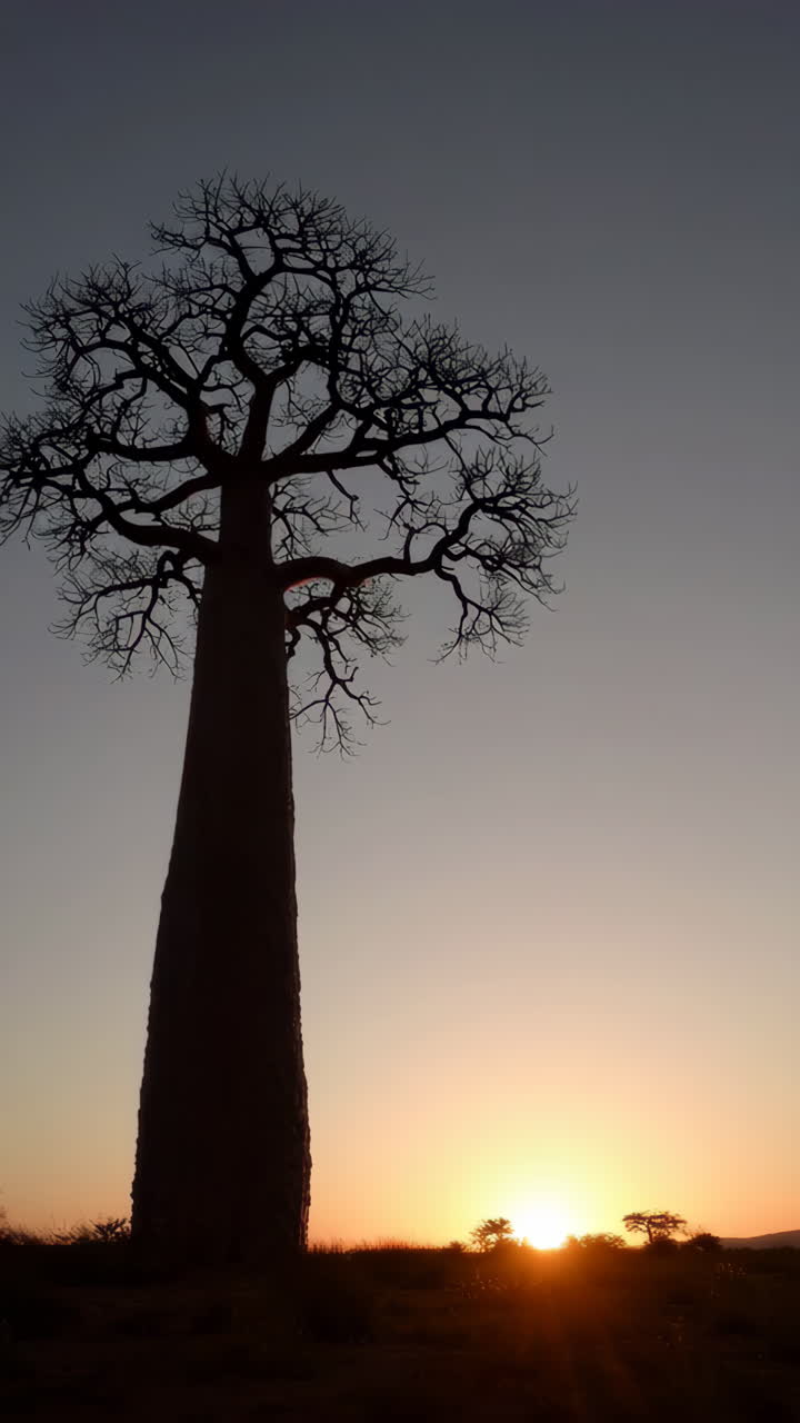 Baobab Tree Silhouette at Sunset