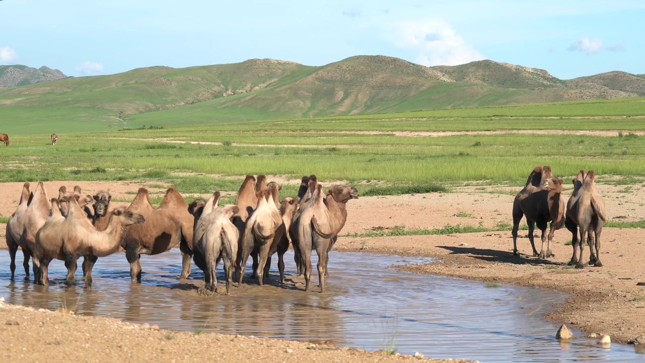 Moğolistan bozkırında bir göletten su içen Baktriya develeri sürüsü