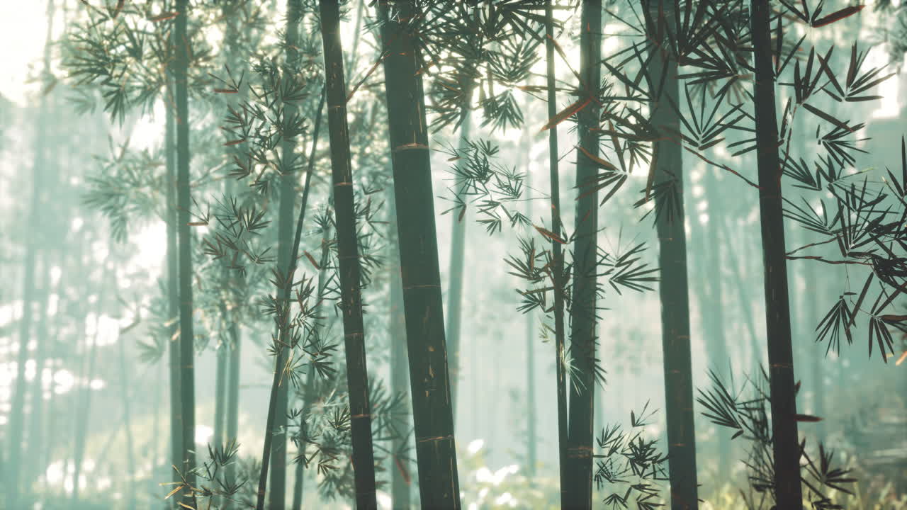 대나무 줄기와  ⁇ 빛은 식물의 벽과 안개를 통해 빛납니다.