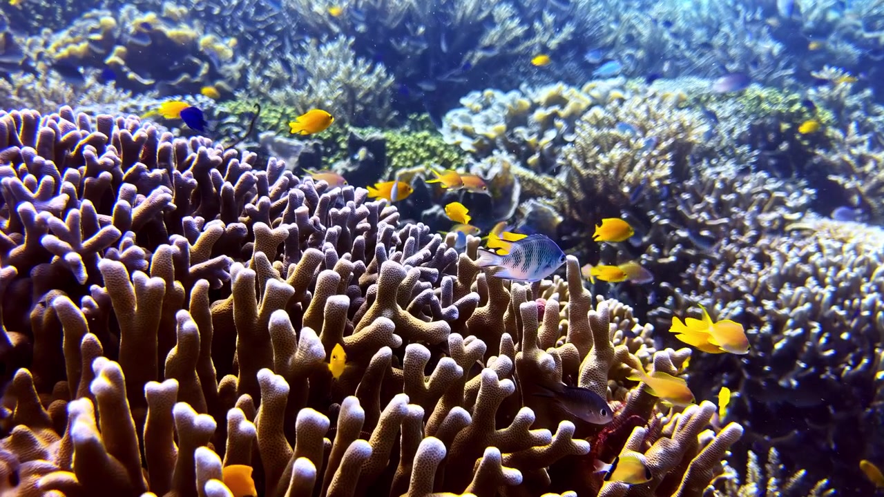 Peces amarillos nadan enérgicamente alrededor de formaciones de coral en aguas oceánicas azules y claras. Ideal para contenido de biología marina o documentales submarinos.