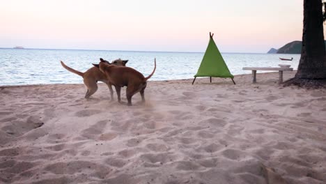 dos perros domésticos peleando en la arena en un resort de playa en koh phangan, tailandia - tiro completo en cámara lenta