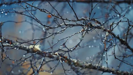 delicate dark birch tree branches are beaded by raindrops on a blurry background