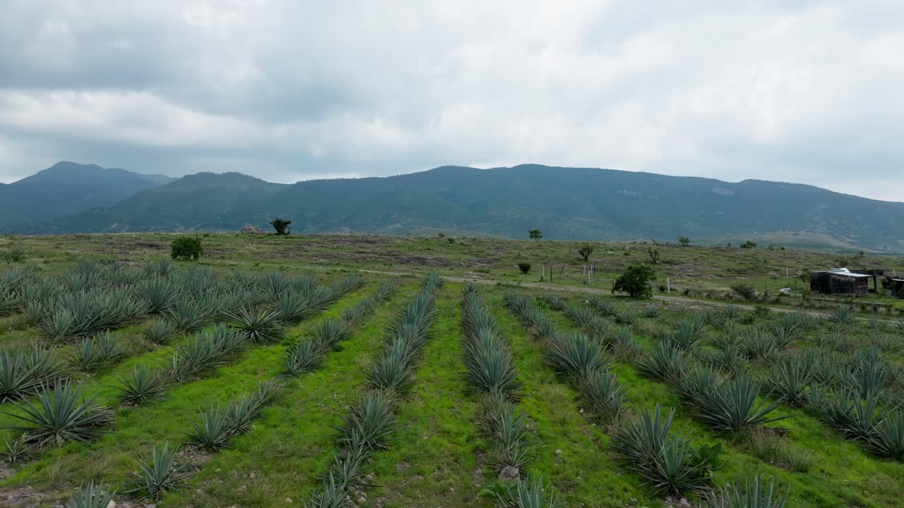 DRONE: SLOW DOLLY OUT OF AGAVE FIELDS WITH MOUNTAINS AT THE BACKGROUND ON A CLOUDY DAY IN EASTERN OAXACA