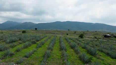 drone: slow dolly out of agave fields with mountains at the background on a cloudy day in eastern oaxaca