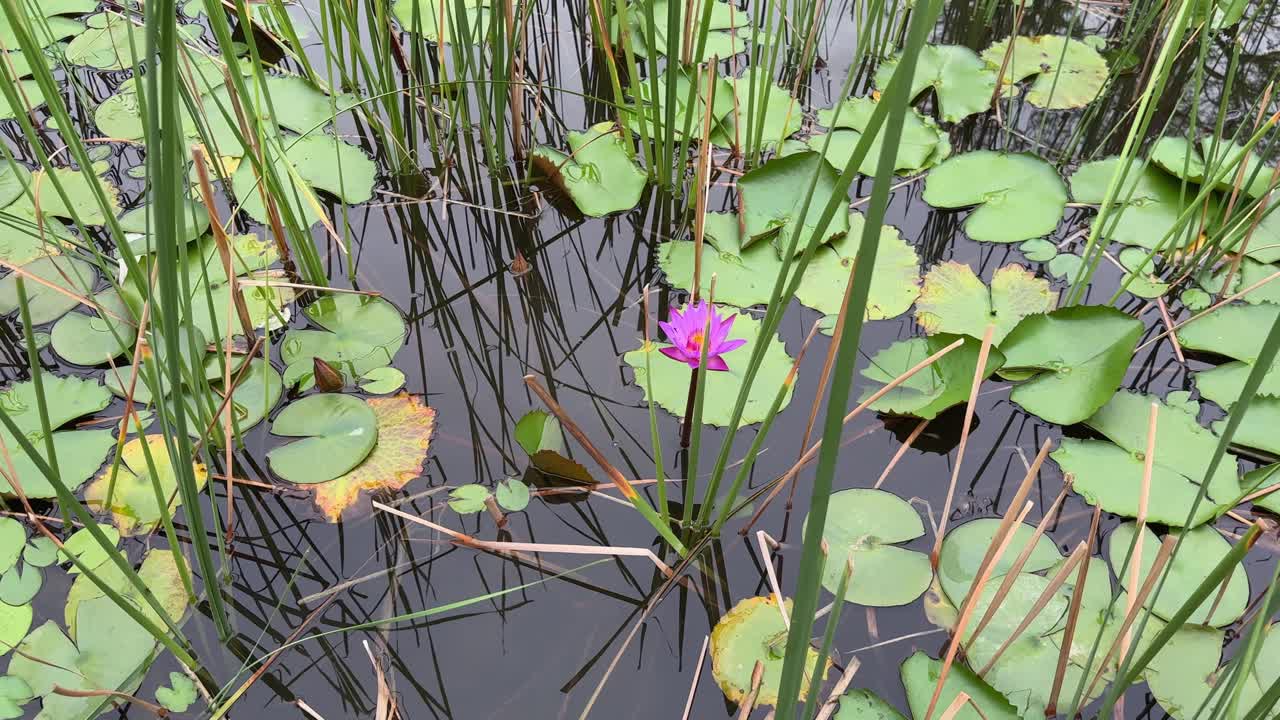 Camera slowly orbits around a water lily flower in a pond, showcasing its delicate petals, vibrant colors, and the surrounding lily pads, reeds and water