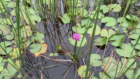 camera slowly orbits around a water lily flower in a pond, showcasing its delicate petals, vibrant colors, and the surrounding lily pads, reeds and water